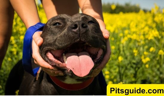 brushing pit bulls