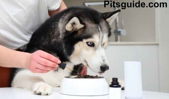 Essential Health & Wellness Tips for New Pet Owners