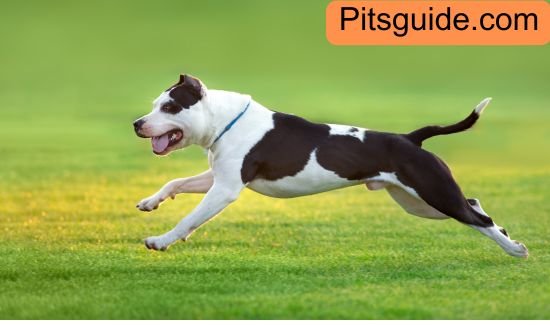The Importance of Pit Care