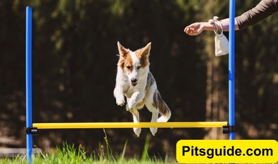 Training Tips to Boost Your Pet’s Strength Fast