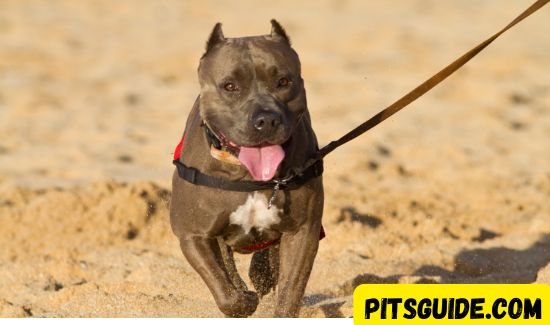 Best Workouts to Keep Your Pit Bull Fit and Happy