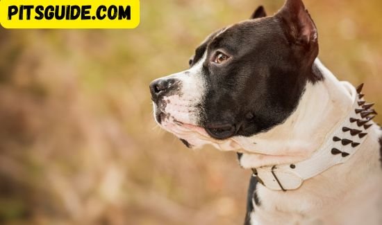 Pit Bull training