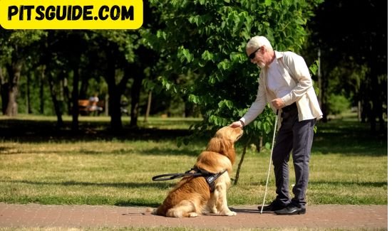 Step-by-Step Guide to Basic Commands for Dogs