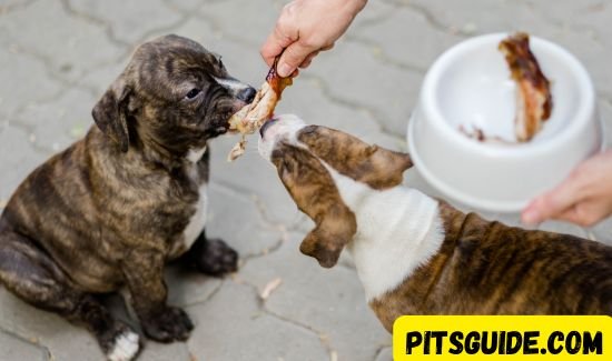 Top Food & Treats for Healthy Pit Bulls