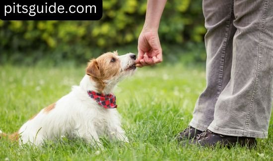 obedience training