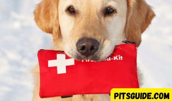 pet first aid