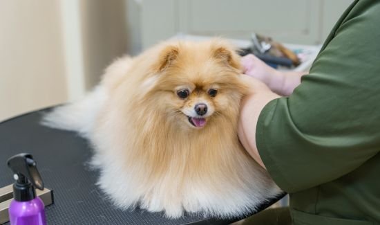 Say Goodbye to Itching with These Pet Skin Care Tips