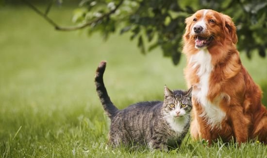 Transform Your Pet's Mental Health in 5 Fun Steps