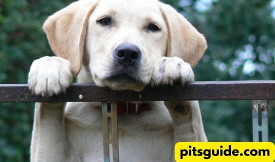 Decode Your Pet’s Behavior with Genius Training Tips