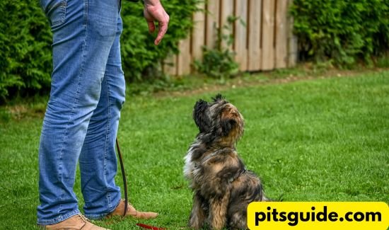 Mind-Blowing Pet Training Tips You’ve Never Tried