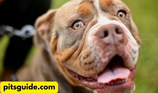 Pit Bull Breed Characteristics