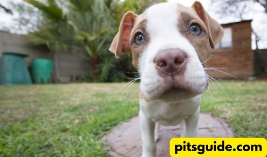 Pitbull Cancer Signs and Stages Explained Clearly