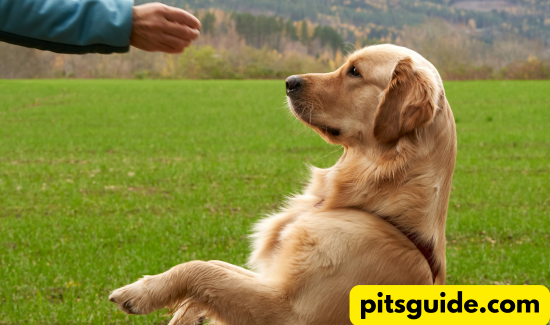 Revolutionary Positive Reinforcement Techniques